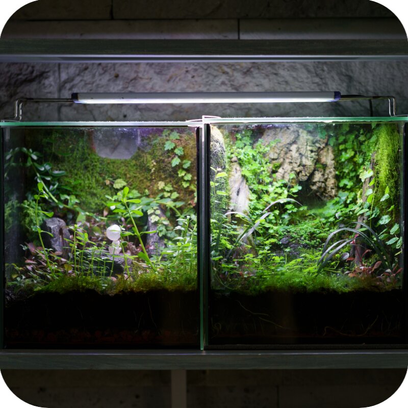 Terrarium