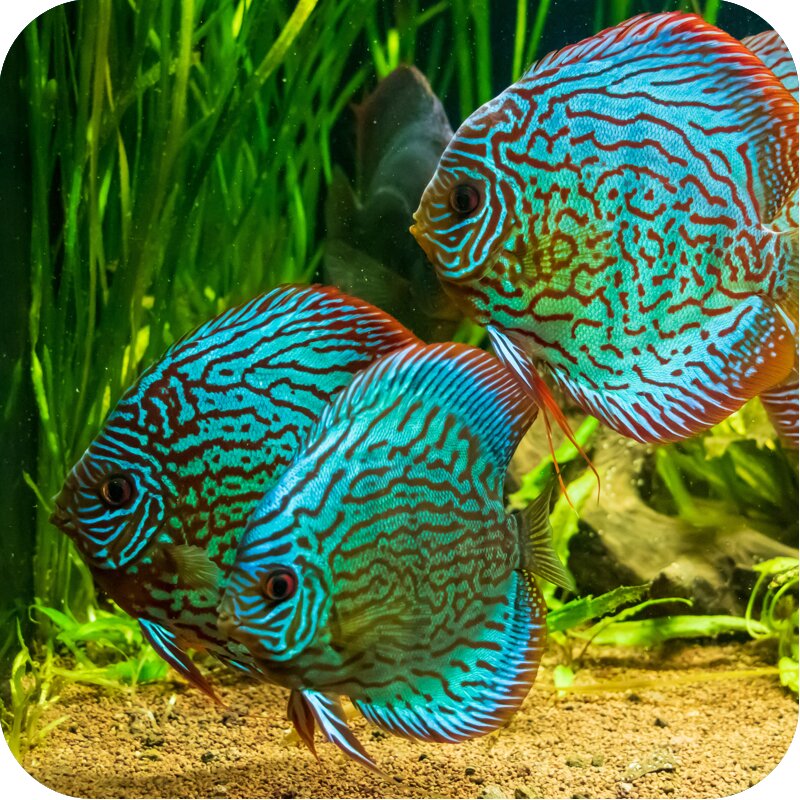 Diskusfische