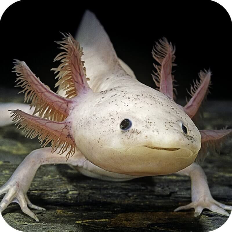 Axolotl