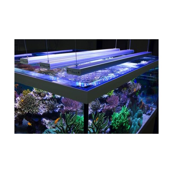 LED-Beleuchtung im Meerwasseraquarium