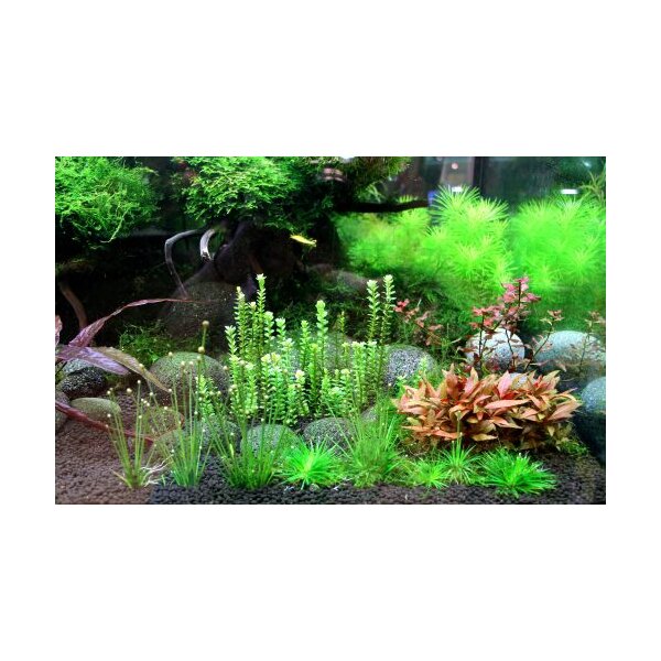 Aquascaping – Gestalten Sie Ihre ganz persönliche Unterwasserlandschaft - Aquascaping – Gestalten Sie Ihre ganz persönliche Unterwasserlandschaft » MEGAZOO