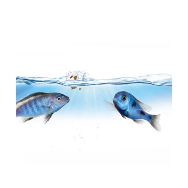 Futterautomaten – Die sichere Fütterung Ihrer wertvollen Fische - Futterautomaten - Die sichere Fütterung Ihrer wertvollen Fische » MEGAZOO