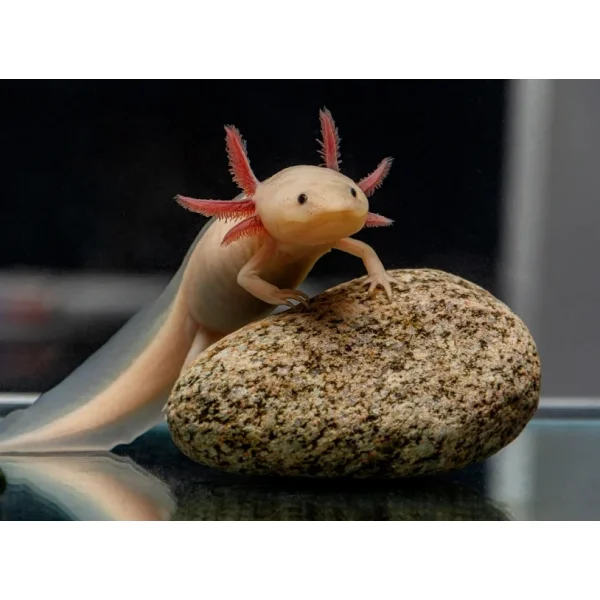 Axolotl – Die liebenswerten „Wasserhunde“