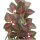 *Trixie Reptiland Seiden-Hängepflanze Folium Perillae  ø 20 × 30cm