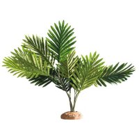 Palm