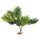 Palm