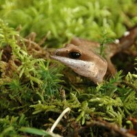 Vivarium Moos 150 g
