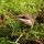 Vivarium Moos 150 g