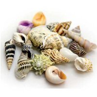 HOBBY Sea Shells Set S, 20 St. (Schneckenh&auml;user)
