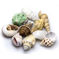 HOBBY Sea Shells Set M 10 St. (Schneckenh&auml;user)