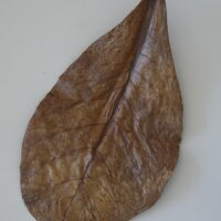 Nano-Catappa, 10 Bl&auml;tter