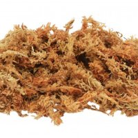 Sphagnum Moss Ziegel 100 g