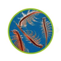 Artemia Aufzuchtschale