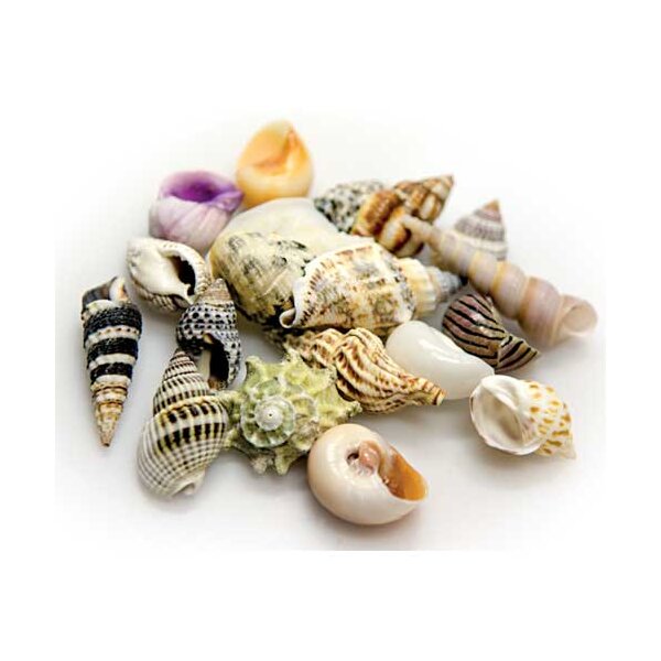 HOBBY Sea Shells Set L 5 St. (Schneckenhäuser)