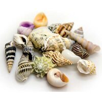 HOBBY Sea Shells Set L 5 St. (Schneckenh&auml;user)