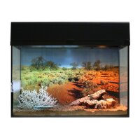 Starter Kit 50 cm "W&uuml;stengecko" schwarz
