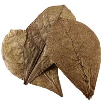 Nano Catappa Leaves 12Stk.