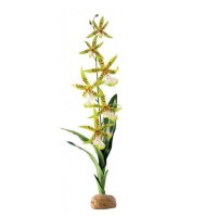 Exo Terra Spinnen-Orchidee