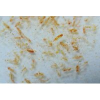 Ocean Plankton (Calanus) 100ml
