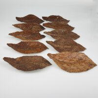 Catappa XL, 10 Bl&auml;tter ca. 23cm