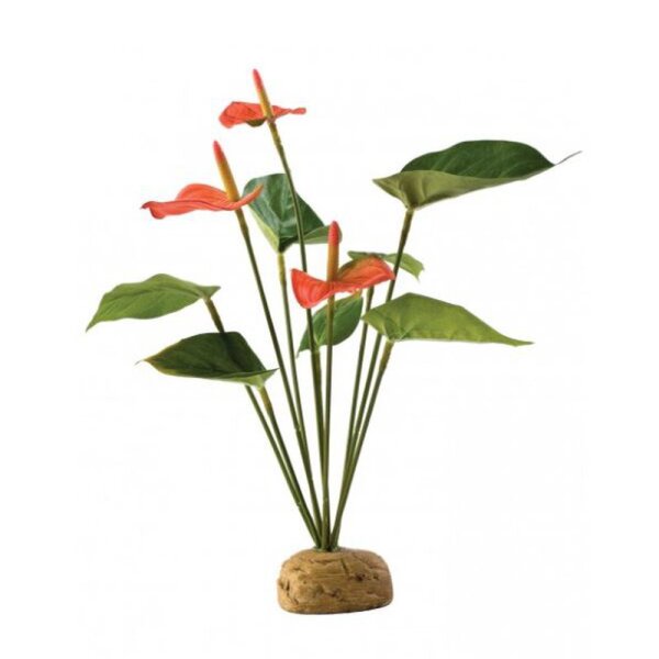 Flamingoblume
