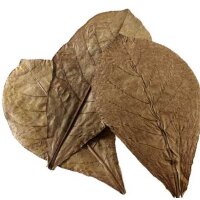 Catappa Leaves XL 12Stk.