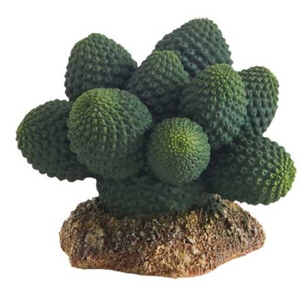 Kaktus Atacama