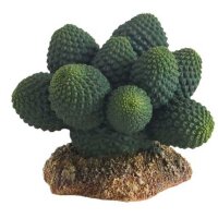 Kaktus Atacama