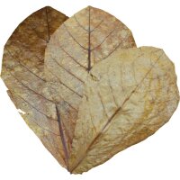 Dennerle Catappa Leaves, 10 St&uuml;ck