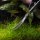 Plant Scissors Spring, 15cm