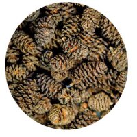Alder Cones, 50 Stk.