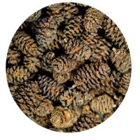 HOBBY Alder Cones, 50 Stk.