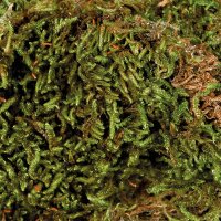 Terrarien-Moos 200g