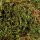 Terrarien-Moos 200g