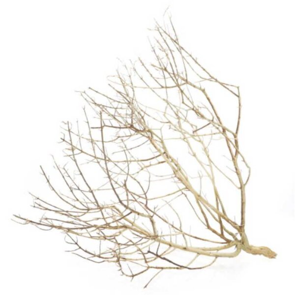 Desert Bush, Größe M