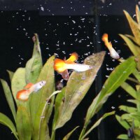 Pronovo Guppy Flakes S