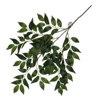 Terra Della H&auml;ngepflanze Bamboo, Aralia und Banyan