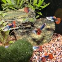 Pronovo Guppy Grano S
