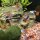Pronovo Guppy Grano S