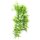Climber Tropica