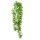 Climber Tropica