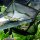 Fish Net small / big