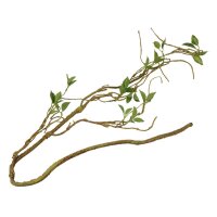 Plant Branch Thin - Pflanzenzweig dünn