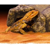 Reptile Cave, Reptilien-Höhlen S - XXL