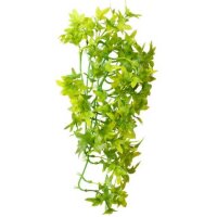 Climber Ivy