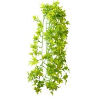 Climber Ivy