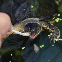Proterra Pescarus
