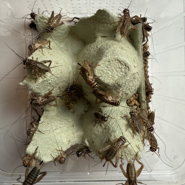 Heimchen Subadult, ca. 45 Stück
