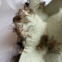 Heimchen Subadult, ca. 45 St&uuml;ck