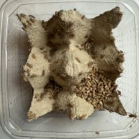 Heimchen Klein, ca. 80 St&uuml;ck